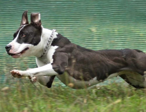 Coursing