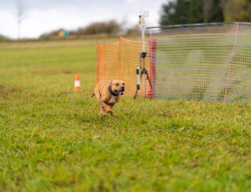 Proběhlá akce – 4. Podzimní závody Rokytno 25.10.2025